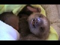 Meet The Sloths