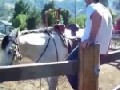 http://www.funsau.com/video/auf-ein-pferd-steigen