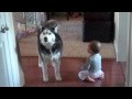 Husky Sings With A Baby