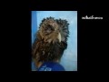 /bf73477724-animals-like-hair-dryers-compilation