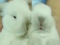 /f990a176d9-cute-baby-rabbits
