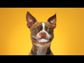 /678a0b3299-smiling-dogs