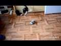 Cats vs Toys Compilation