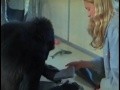 /c2c3c04fcd-koko-der-sprechende-gorilla-68