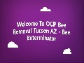 Certified OCP Bee Removal in Tucson, AZ