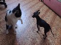 Little dog against cat, funny
