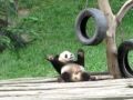 Tanzender Panda