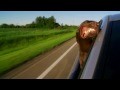 Dog Head Out Of Car Window