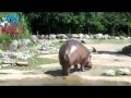http://de.webfail.at/video/schokolade-im-zoo-verteilen-win-video.html