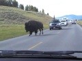 Buffalo (Bison) roaming free in Yellowstone