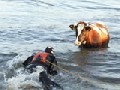 Bullfighting in Water!
