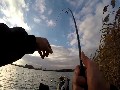 How to catch a carp on silicone bait