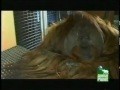 Video über Intelligente Affen, die eigentlich sprechen kön