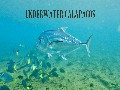 /2f7ef54bf3-underwater-galapagos