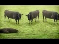 Kühe - die Choreographie