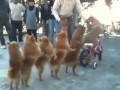 The Funniest Dog Video Ever