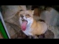 /ed60cce5e2-funny-fox
