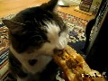 Katze isst Bruger