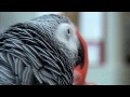 /622b6b144c-the-world-smartest-parrots