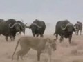 3 Löwen vs 300 Büffel