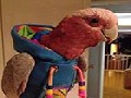 /8c7c3e74d3-a-parrot-wearing-hoodie