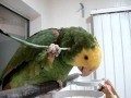 Papagei benutzt Feder um sich zu kratzen