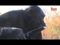 Kanzi, der Bonobo, macht ein Kampfeuer