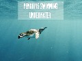Penguins Swimming Underwater Video