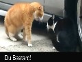 /6299448f55-sprechende-katzen-talking-cats