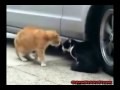 /b82fe8479c-funny-animals-cats-fighting-the-first-video-with-original