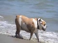 /028f01b2a4-bulldog-at-butterfly-beach
