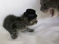 Jealous Cat Knocks Kitten's Hat Off