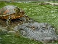/31d492264f-lazy-turtle-riding-alligator-to-cross-the-pond