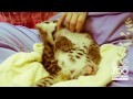 Leopardenbaby streicheln