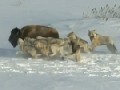 http://www.funsau.com/video/das-arschloch-bison