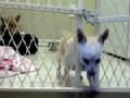 Chihuahua auf der Flucht