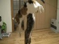 Slow Motion Jumping Cats