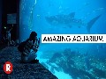 Georgia Aquarium Tour // Whale Sharks & Stunning Fish // Atl