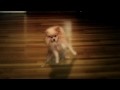 Dubstep Dancing Dogs