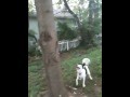 Dog Climbs Tree For Frisbee!