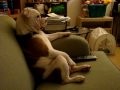 Englische Bulldogge schaut TV!