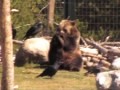 /dfaa1d1e17-amazing-grizzly-bears
