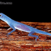 http://www.mundodrive.com/2010/10/lagarto-azul-ameacado-de-extincao.html