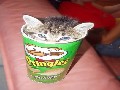 Pringles Katze