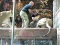 MGM Löwe attackiert Trainer