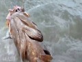 Redfish attacks the bait