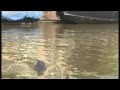 /806cfd4e17-shark-attack-in-amsterdam-canal