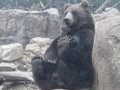 /d6a8e4b0c7-happy-bear-at-the-zoo