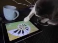 Süße Katze im iPad Fieber
