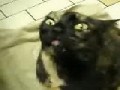 http://www.videobash.com/video_show/creepy-cat-339